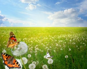 There's no way I'd show any of the "interesting" pictures of both of those animes... so here's a field of butterflies!